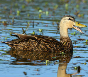 Canard brun