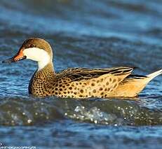 Canard des Bahamas