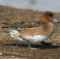 Canard siffleur