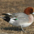 Canard siffleur