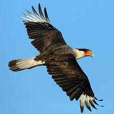 Caracara du Nord