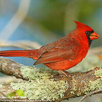 Cardinal rouge