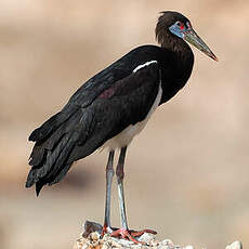 Cigogne d'Abdim