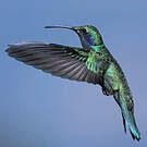 Colibri cyanote