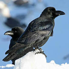 Corbeau à gros bec