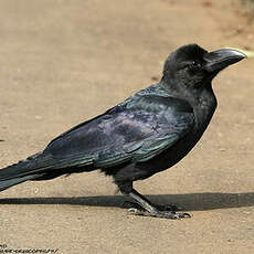 Corbeau à gros bec