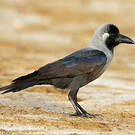 Corbeau familier