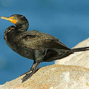 Phalacrocoracidés