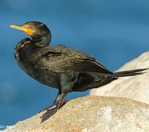 Cormoran à aigrettes