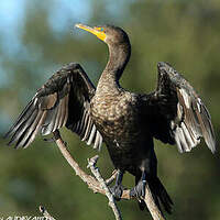 Cormoran à aigrettes