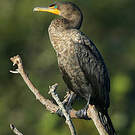 Cormoran à aigrettes