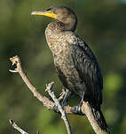 Cormoran à aigrettes