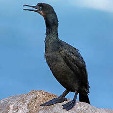 Cormoran de Brandt