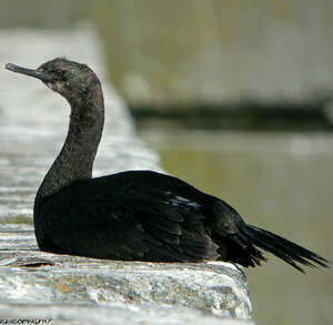 Cormoran pélagique