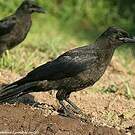Corneille noire