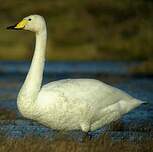 Cygne chanteur