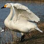 Cygne de Bewick