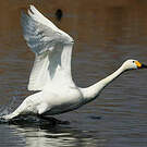 Cygne de Bewick