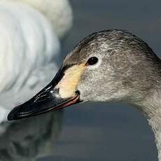 Cygne de Bewick