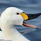 Cygne de Bewick