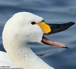 Cygne de Bewick