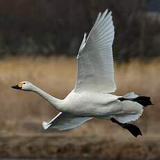 Cygne de Bewick