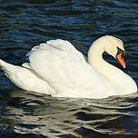 Cygne tuberculé