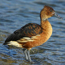 Dendrocygne fauve