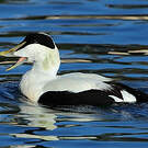 Eider à duvet