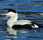 Eider à duvet