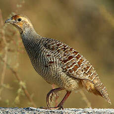 Francolin gris