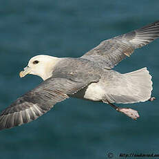 Fulmar boréal