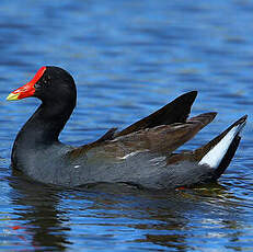 Gallinule d'Amérique