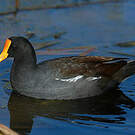 Gallinule d'Amérique