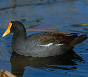 Gallinule d'Amérique