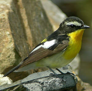 Gobemouche à croupion jaune