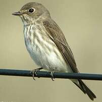 Grey-streaked Flycatcher