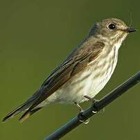 Grey-streaked Flycatcher