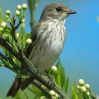 Grey-streaked Flycatcher