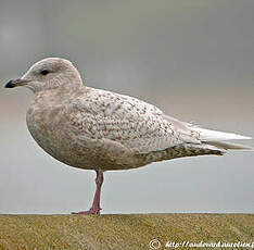 Goéland à ailes blanches