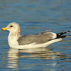 © Aurélien Audevard