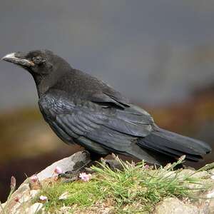 Le corbeau, un grand oiseau malaimé à tort !