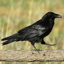 Grand Corbeau – Oiseau du Parc Naturel Régional du Luberon