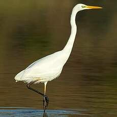 Grande Aigrette