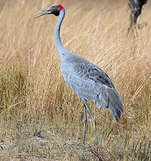 Grue brolga