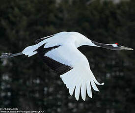 Grue du Japon
