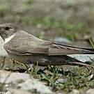 Hirondelle de rochers