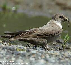 Hirondelle de rochers