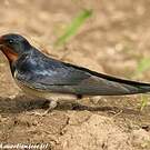 Hirondelle rustique