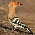 © Aurélien Audevard